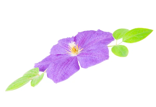Brillante flor de clematis lila — Foto de Stock