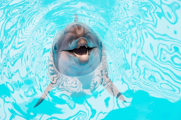 Sorridente delfino che nuota in una piscina delfinario — Foto Stock