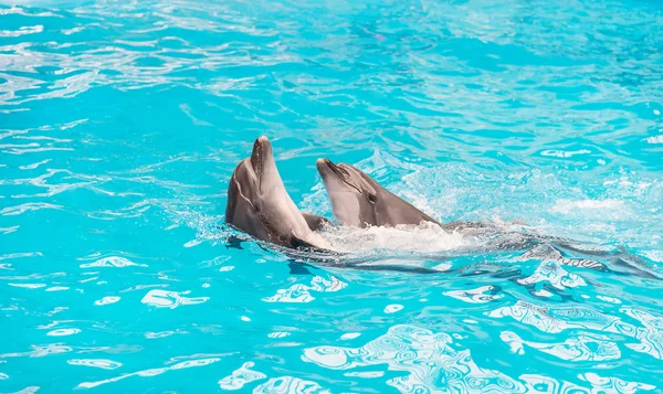 Coppia di delfini nuotare in acqua blu piscina — Foto Stock
