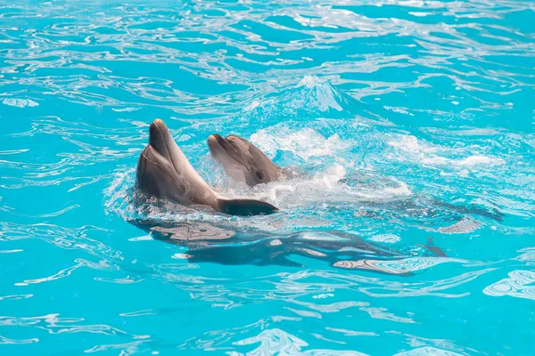 Coppia di delfini nuotare in acqua blu piscina — Foto Stock