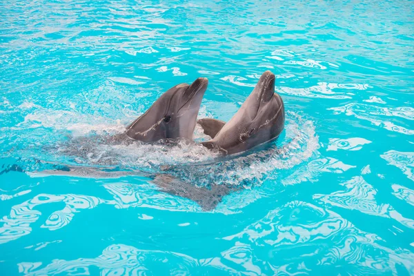 青いプールの水で泳ぐイルカのカップル — ストック写真