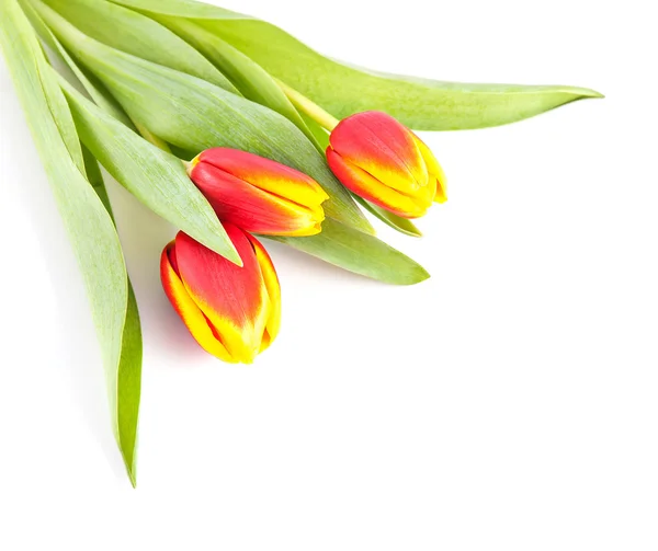 Tres flores de tulipán amarillo rojo —  Fotos de Stock