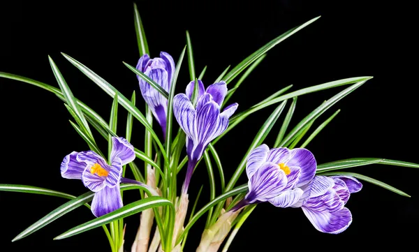 Crocus jarní květ s listy — Stock fotografie