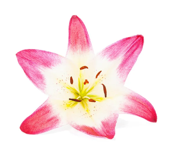 Piękne lilia magenta — Zdjęcie stockowe