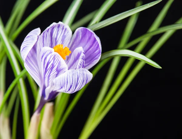 Flor de azafrán con hojas — Foto de Stock