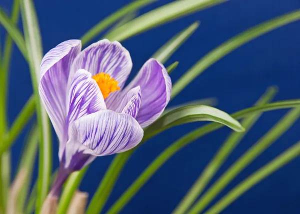 Krokus kwiat z liści — Zdjęcie stockowe