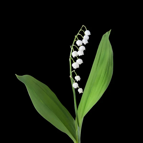 Lírio das flores do vale — Fotografia de Stock