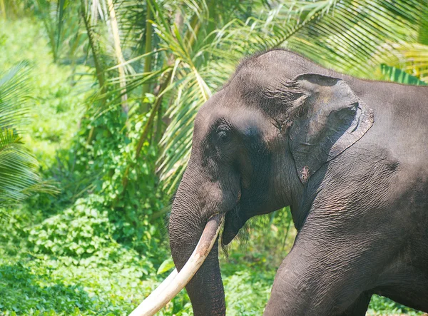 Elephant portrait with large tusks in jungle — Stock Photo, Image