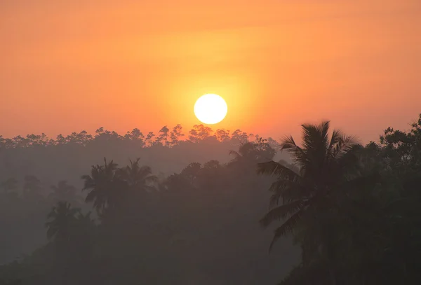 Sunrise above tropical palm jungle with sun rays — Stock Photo, Image