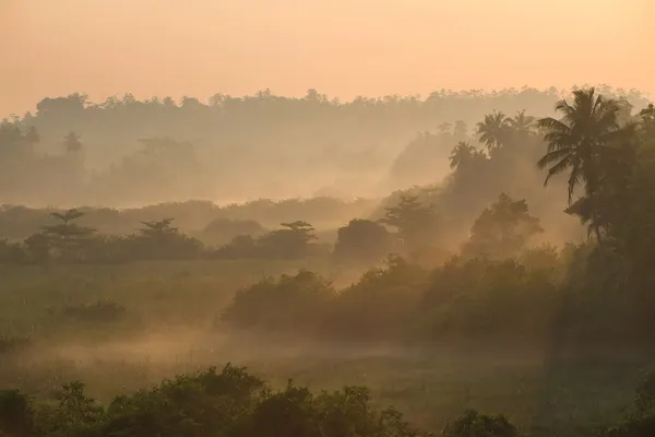 Napkelte felett a nap sugarai palm trópusi dzsungel — Stock Fotó