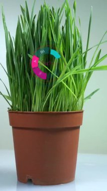 Çiçek saksısında yeşil arpa filizleri. Dikey video