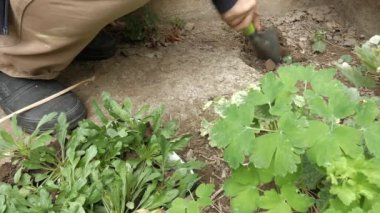 Kuru toprağı bir el küreğiyle kazıp çıkaran biri..