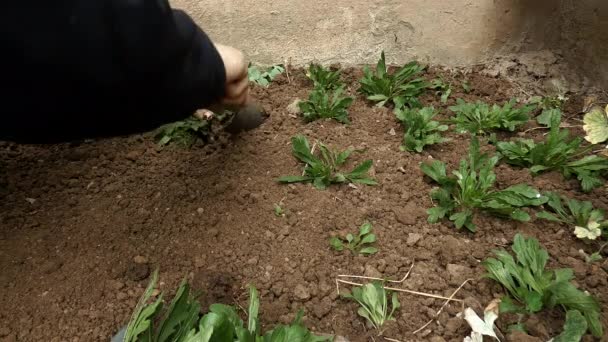 Les mains de l'homme utilisent une spatule pour planter les plantes dans le sol. — Video