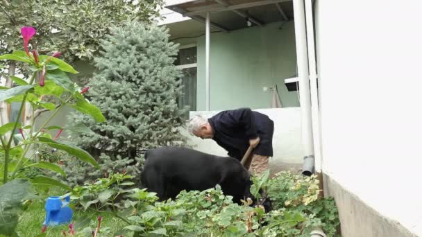 Пожилой человек копает землю у себя во дворе.. — стоковое видео