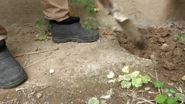 Un hombre está cavando tierra seca con una pala. — Vídeo de stock