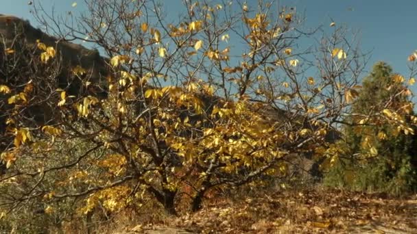 Uma árvore de outono nas montanhas. — Vídeo de Stock