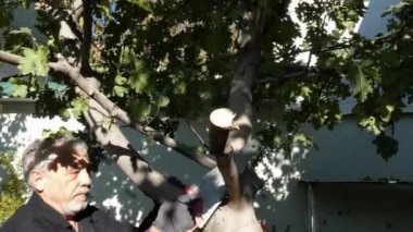 Bir adam incir ağacının dallarını kesiyor..