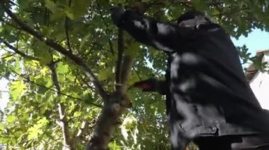Bir adam incir ağacının dallarını kesiyor..