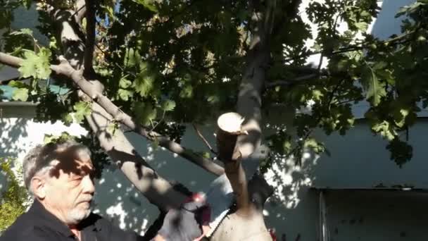 Un hombre está cortando las ramas de una higuera. Imágenes de stock libres de derechos