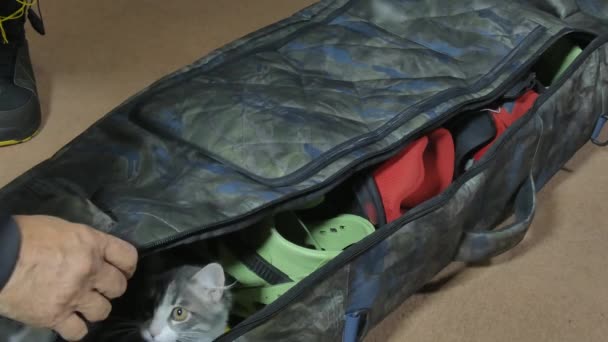 Un gatto si siede in una borsa con attrezzatura da snowboard e non mi permette di chiuderla. — Video Stock