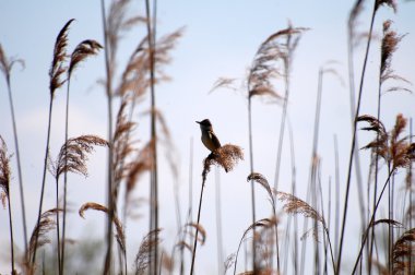 vogel in rietsazlık kuş