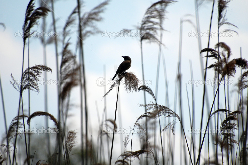 bird in reeds