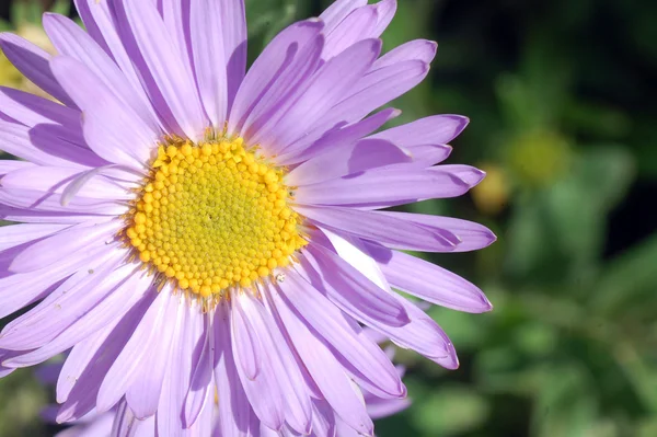 Light purple flower — Stock Photo, Image