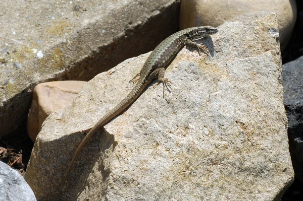 Lézard — Photo