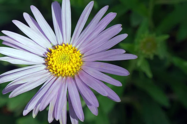 Light purple flower — Stock Photo, Image