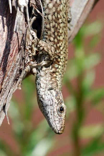 Lézard — Photo