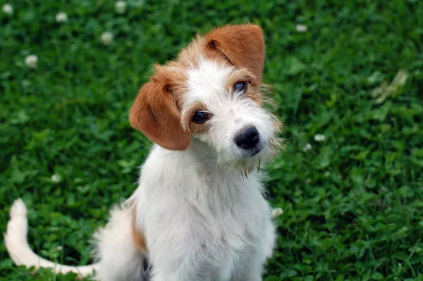 Söt hund — Stockfoto