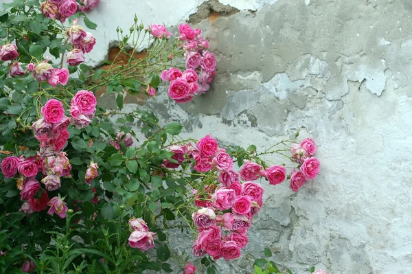 Rosas rosadas a lo largo de la vieja pared —  Fotos de Stock