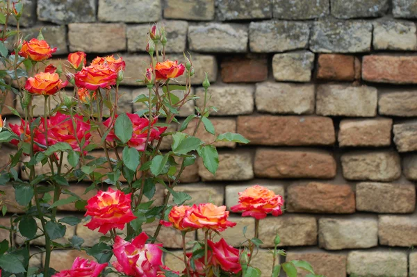 Roses with brick wall background — Stock Photo, Image