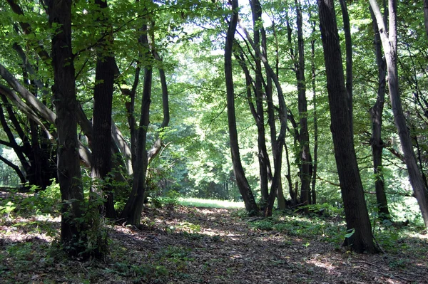 Bosque — Foto de Stock