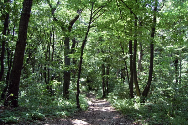 Floresta — Fotografia de Stock