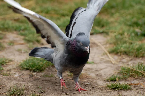 Pigeon domestique — Photo