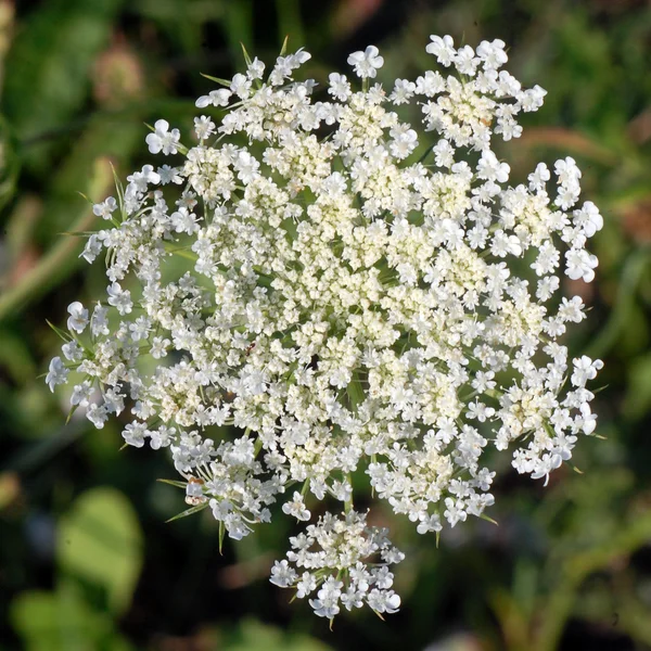 Белый цветок на лугу — стоковое фото