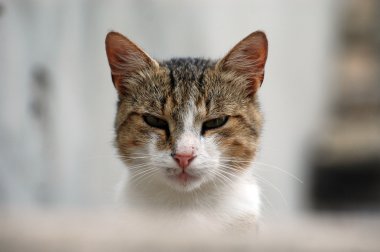 kedi kafası