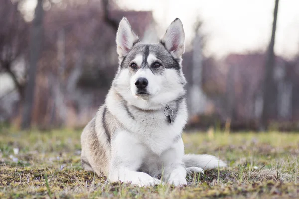 Dierenportret Van Liegende Siberische Husky Hond Buiten Schattig Huisdier Voor — Stockfoto