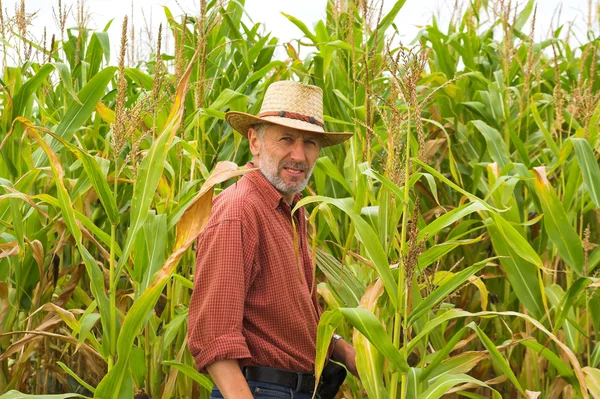 Landwirt auf dem Maisfeld — Stockfoto