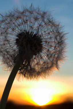 dandelion bir darbe-topu