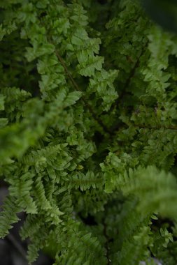 Yeşil yapraklar, doğal arka plan, parkta yeşil yabani yapraklar