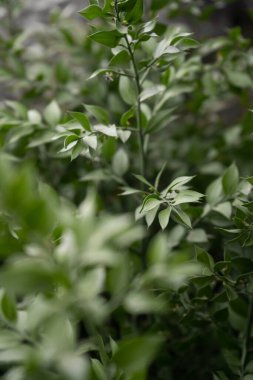 Yeşil yapraklar, doğal arka plan, parkta yeşil yabani yapraklar