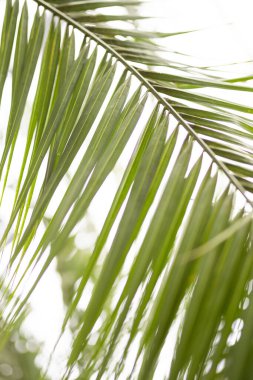 Tropikal yeşil yaprağın yakın görüntüsü