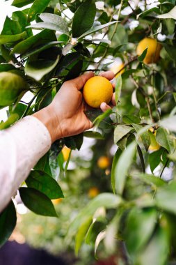 Ağaçta olgun mandalinaların yakın çekimi