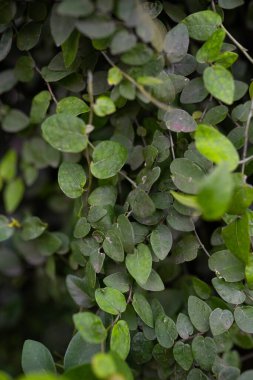 Yeşil yapraklar, doğal arka plan, parkta yeşil yabani yapraklar