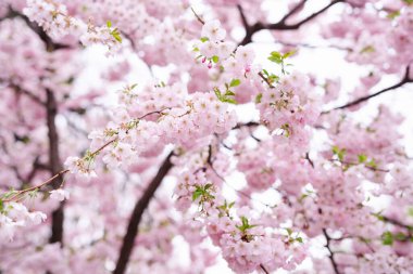 Bahar zamanı, sakura, bahçe, arka planda kiraz çiçekleri 