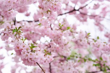 Bahar zamanı, sakura, bahçe, arka planda kiraz çiçekleri 