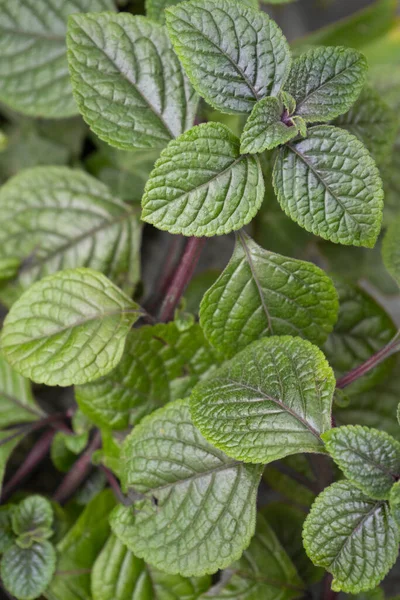 Green Leaves Natural Background Green Wild Leaves Park — Stock Photo, Image