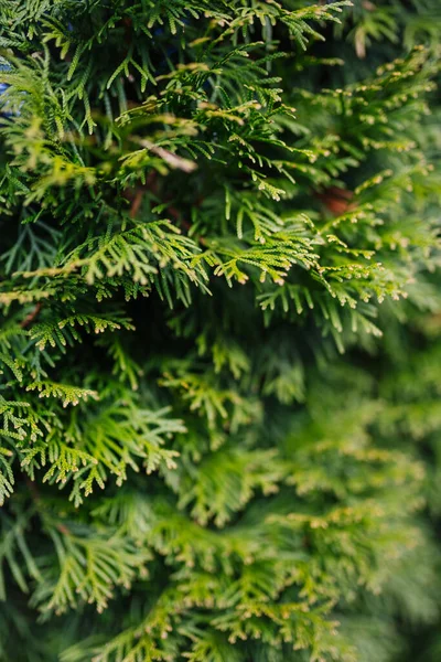 Zielone Liście Naturalne Tło Zielone Dzikie Liście Parku — Zdjęcie stockowe